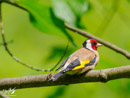 Goldfinch - Szczygieł